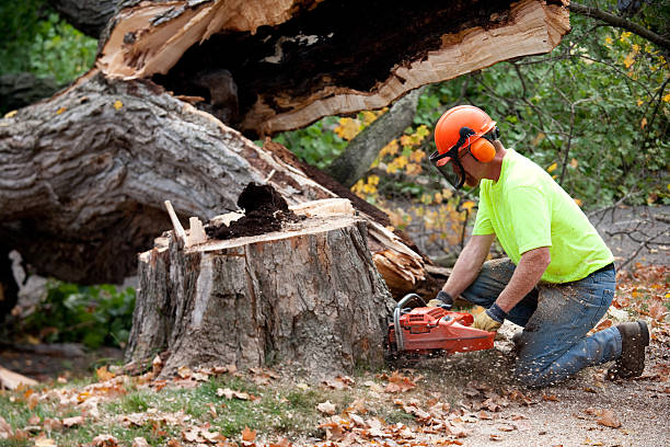 Residential Tree Removal in Leland, NC